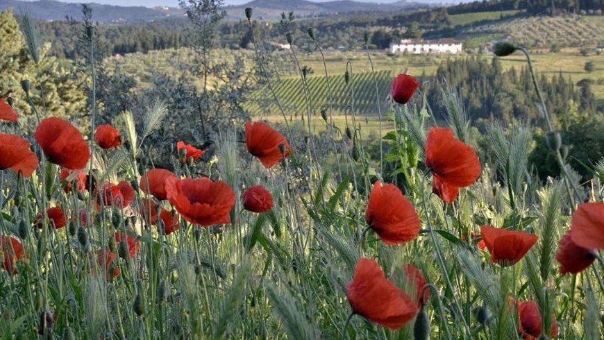 Biodiversity, unspoilt nature and a lively and rich vegetation near Ancora del Chianti