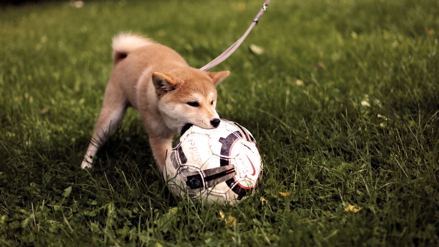 Avoir un chien est une excellente motivation pour marcher plus.