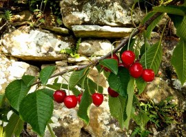 Cherries in La Fontaccia