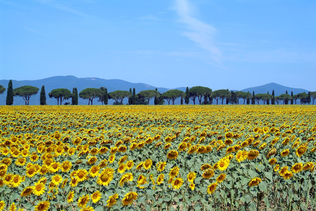 Tuscan Maremma 