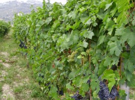 Among the vineyards of western Liguria