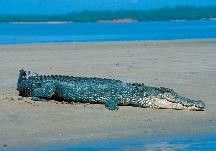 Sea crocodiles