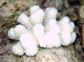 Barrier reef bleaching