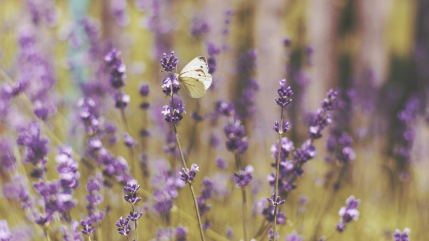 Green holidays in the lavender fields