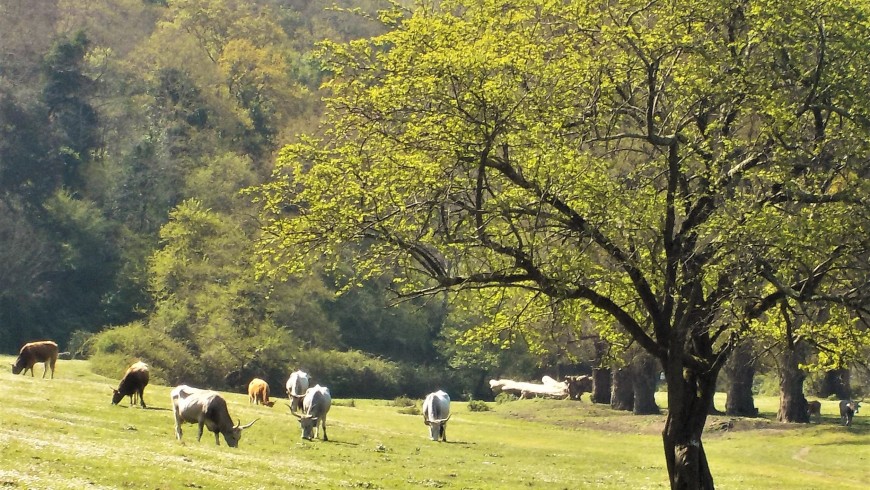 Tuscan maremma's landscape