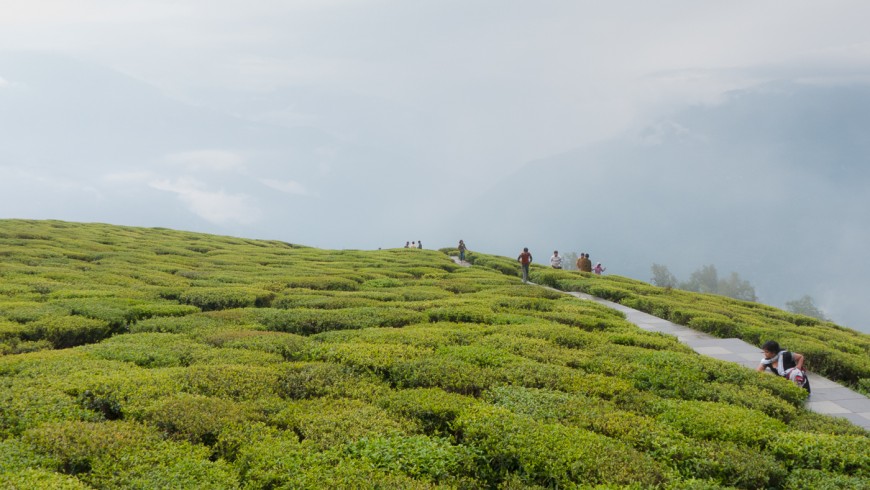 Sikkim, green landscape