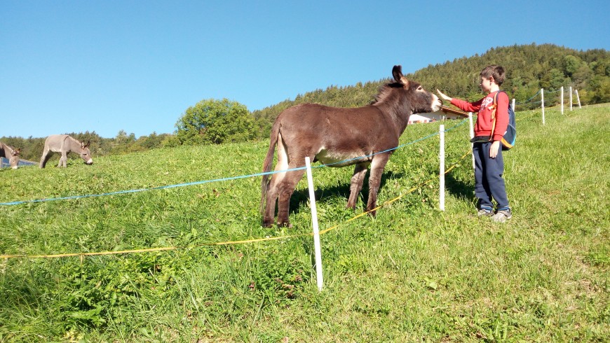 Val di Funes, Meeting ta donkey