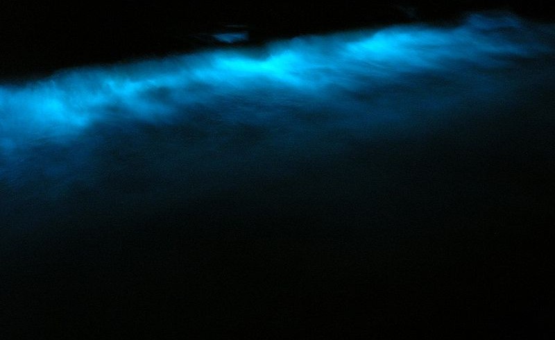 bioluminescence