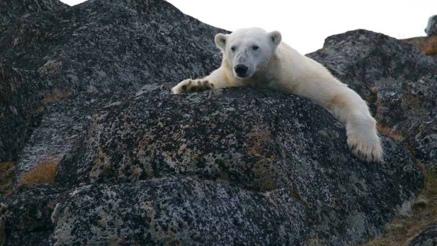 fonte des glaces: conséquences, ours polaires
