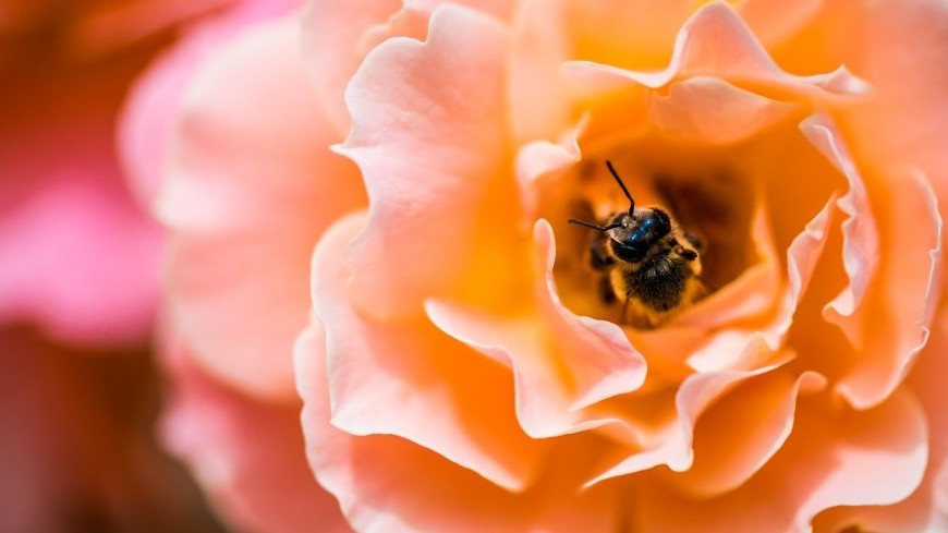 Green News: first World Bee Day
