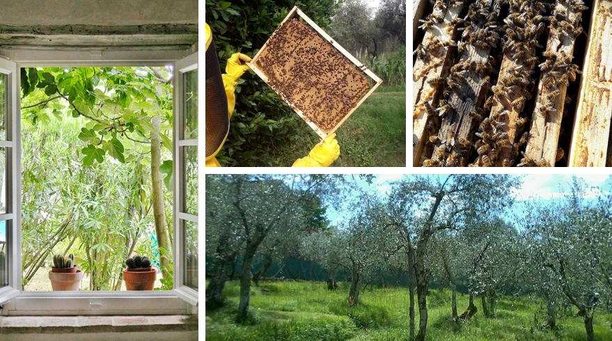 At Borgo4case, children and grown-ups get to discover bees’ life and sustainability