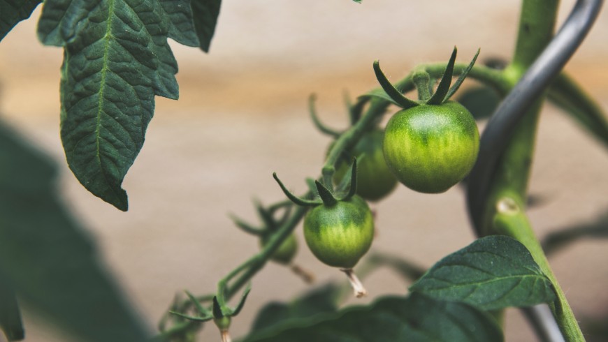 urban gardening in New York