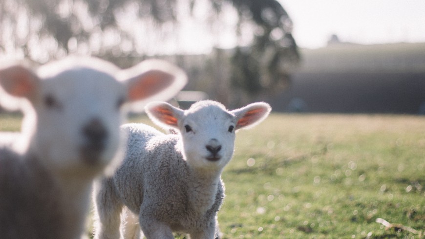 Original gifts, an escape in a farm