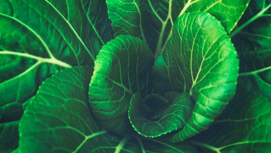 impact on the health of lundi vert