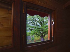 The monumental oak seen from the small window in the bathroom of the tree-house