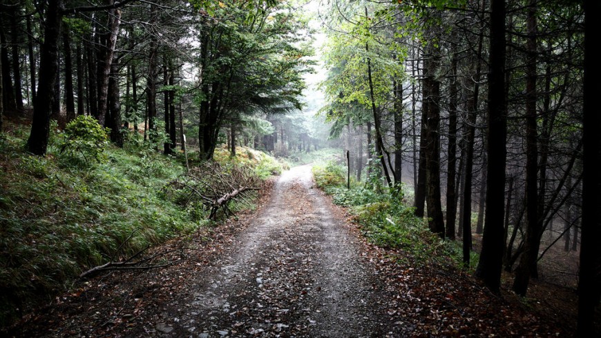 Forest, road