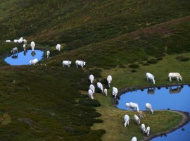Sheeps,mountains