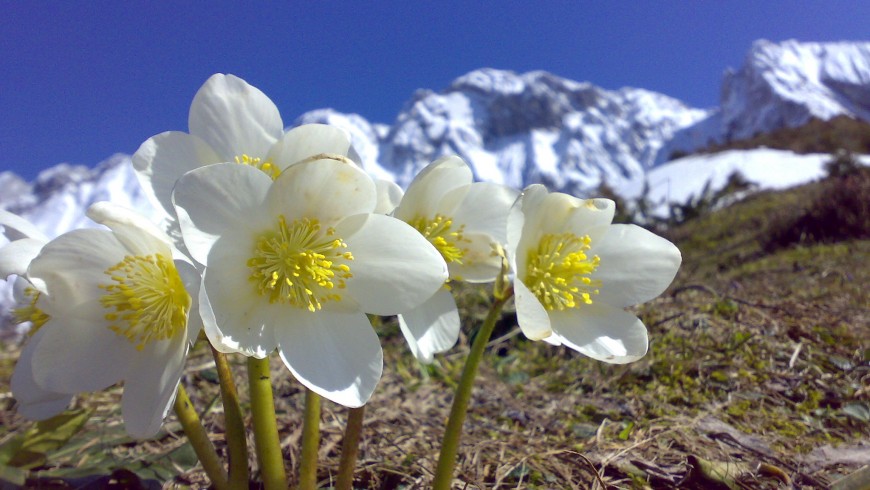 Hémmara has the Cimbrian name of a flower, the Hellebore. This little flower comes out in winter near Rotzo.