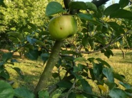An old variety of Apple tree, planted in Casa Fiorindo