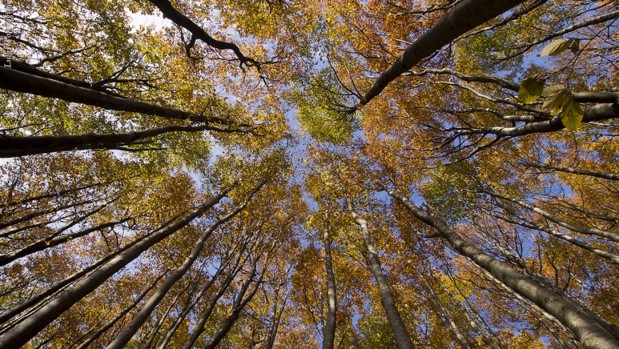 Beech, forest