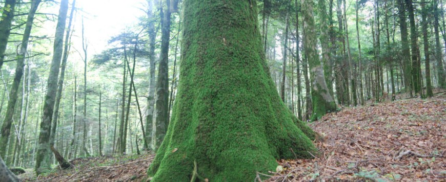 The wood near Serra San Bruno, Calabria