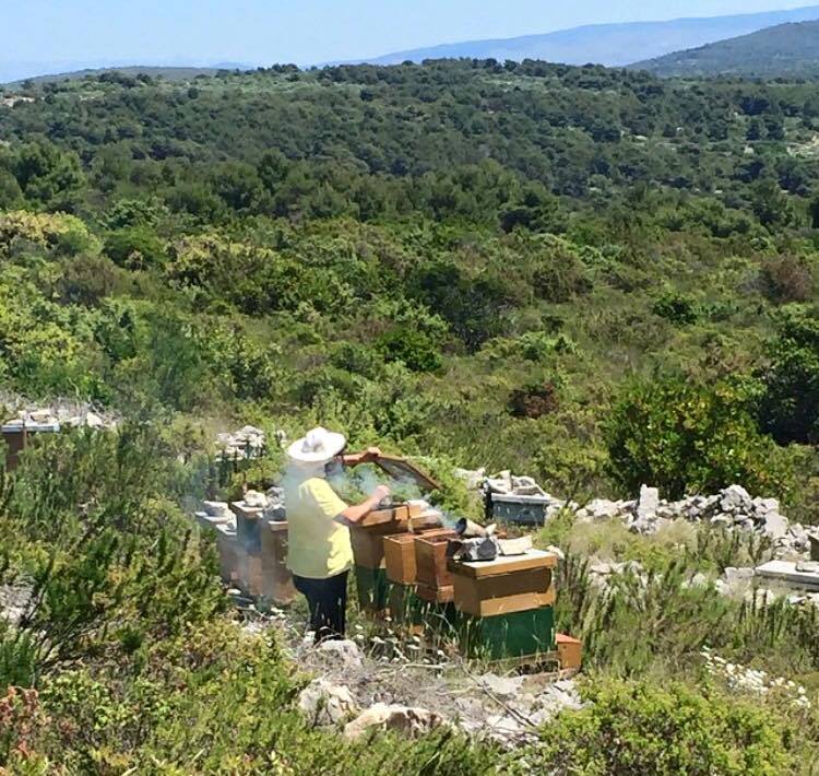 Honey Bee Holidays in Slovenia: spend a day with a beekeeper on island Šolta and make your own honey