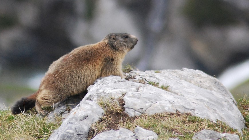 A brown marmot on a rock observing