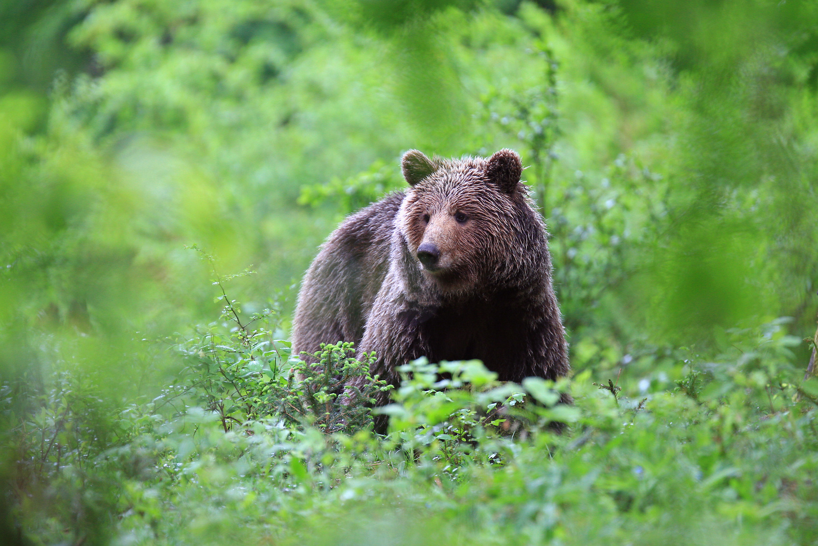 Bear-watching Slovenia
