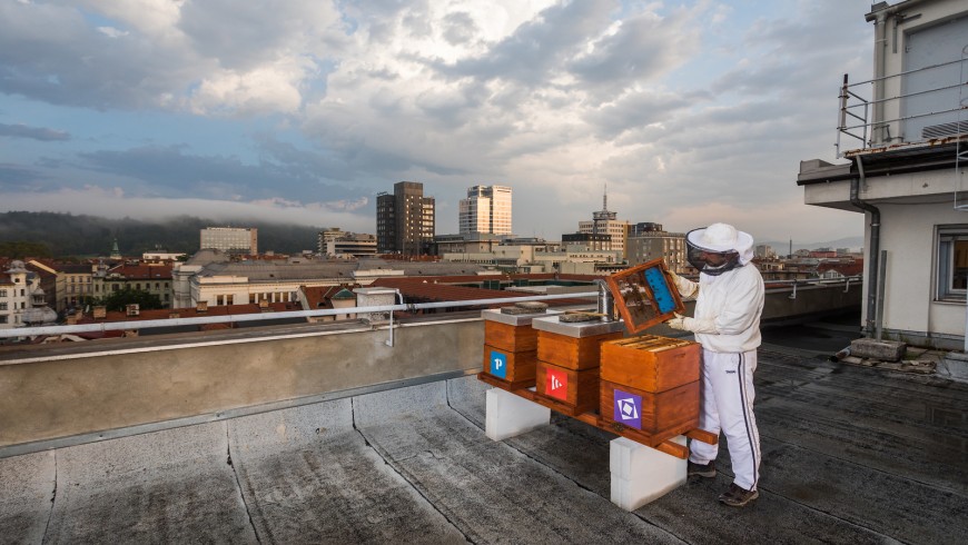 Urban beekeeping Ljubljana