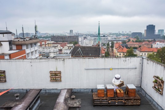 Urban beekeeping Ljubljana