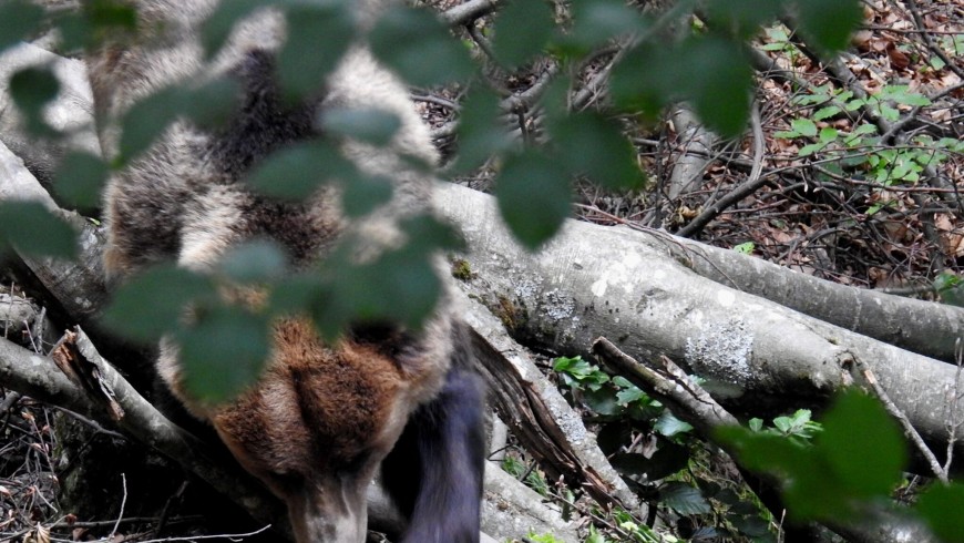 A brown bear in Adamello Brenta Park