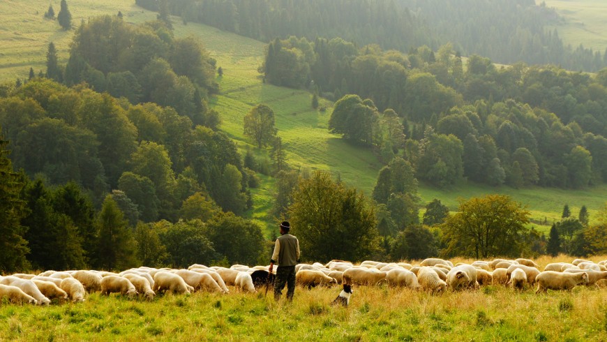 Become a shepherd in the bear area