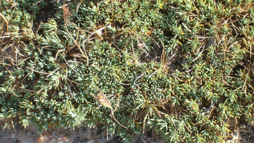 Camphorosma monspeliaca, one of the plants of the Reserve.