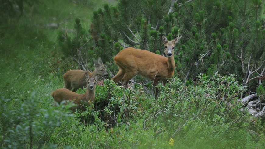 Wildlife in Adamello Brenta Park