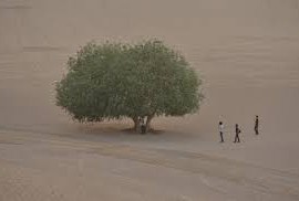 A tree surrounded by the desert