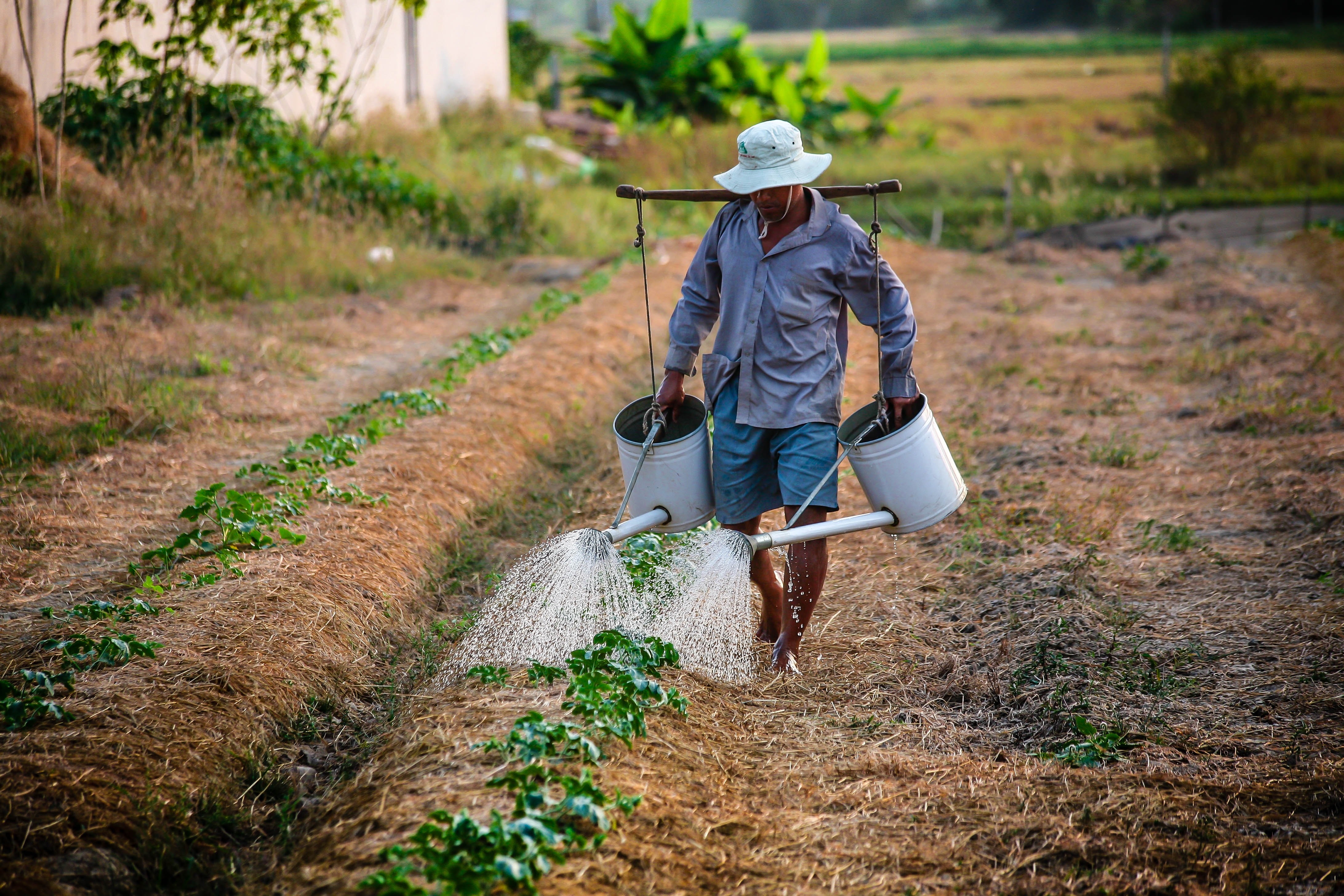 bio agriculture with no pesticides