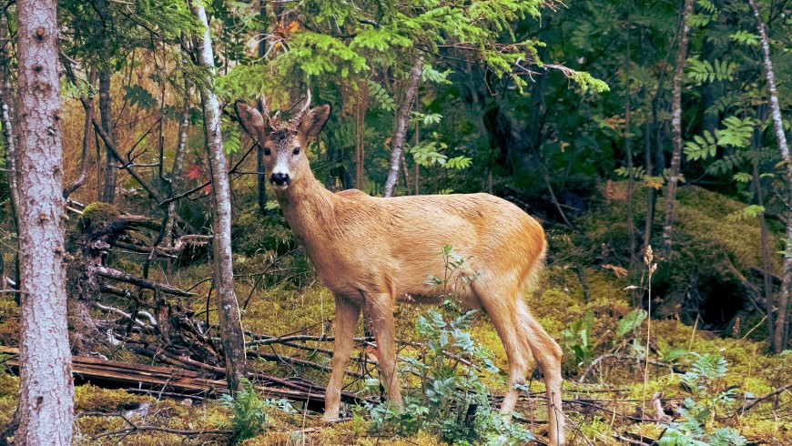 animal in the woods