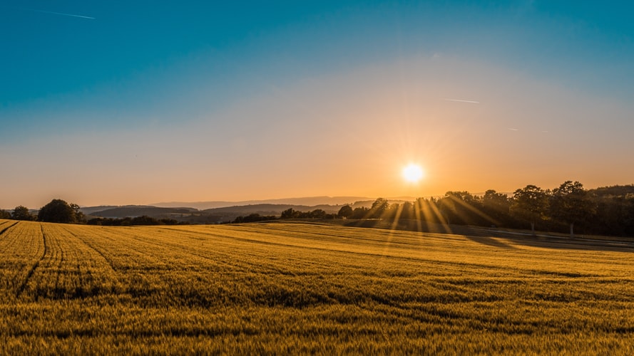 Sunset and biological agricultural 