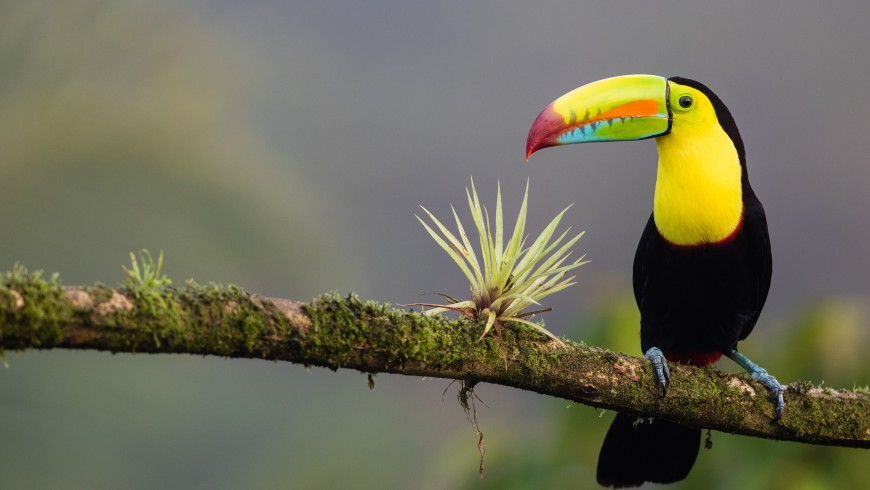Tucano colorato avvistato in Costa Rica