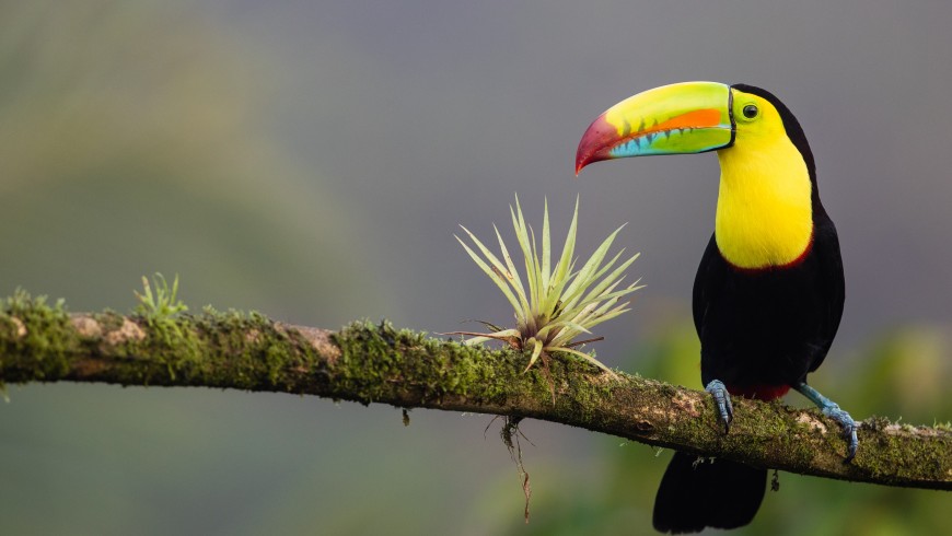 Keel-billed Toucan in Costa Rica