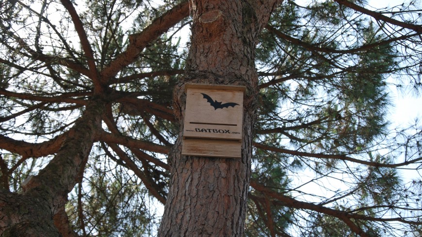 Batbox in Comacchio hanging on a tree that shows that bats are in the area
