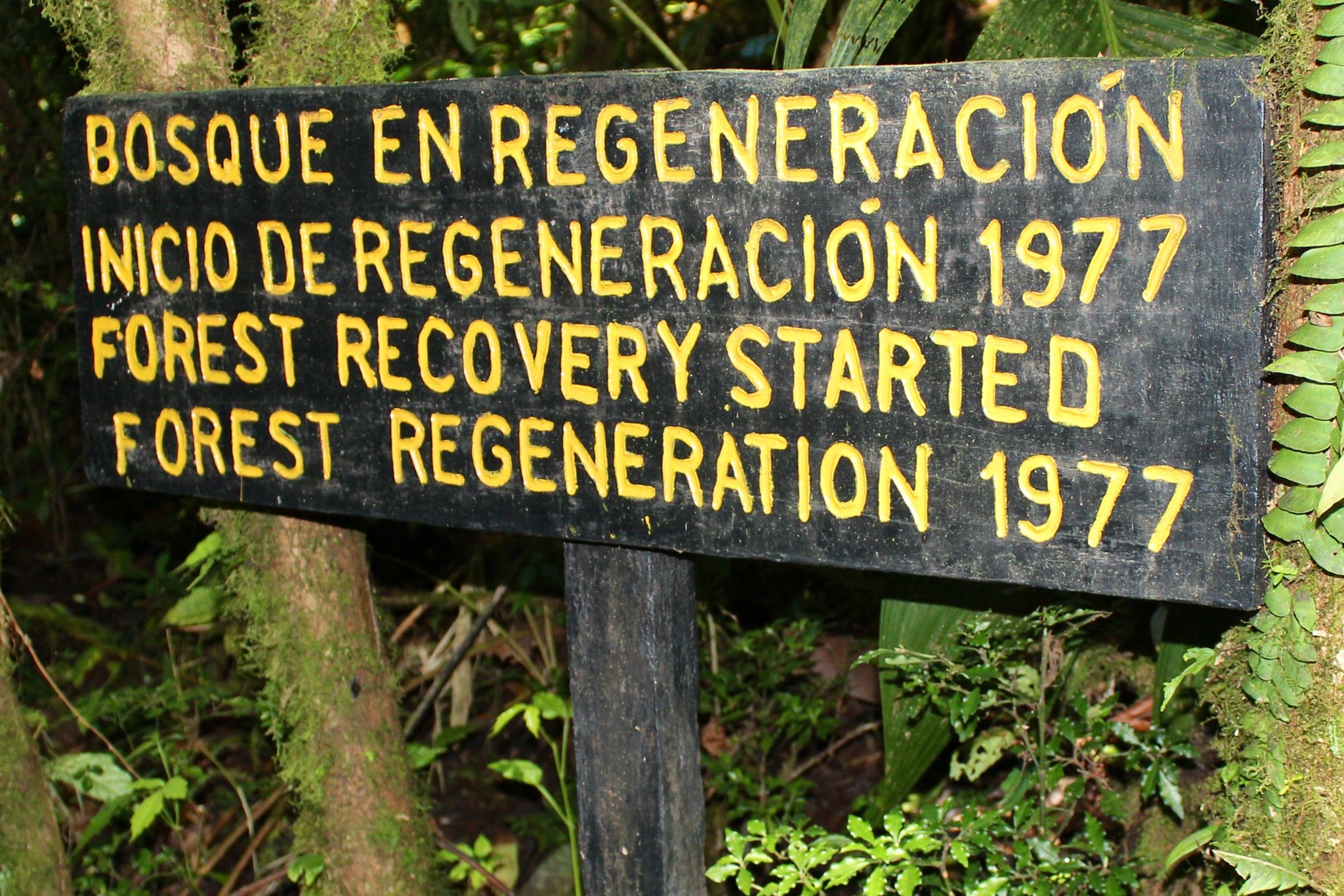 Forest recovery, Costa Rica