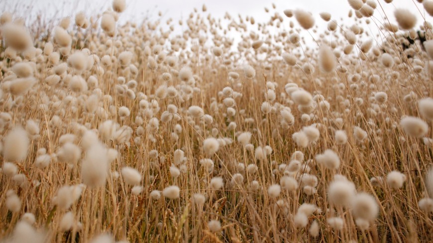 Cotton plantation, Johanna Beach, Australia