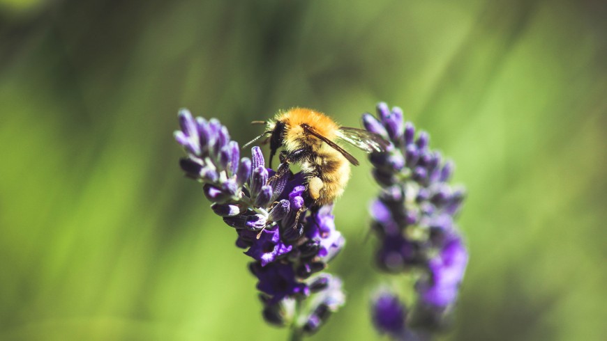 10 Buzz-Worthy Facts About Queen Bees That Will Make You Hive-Five Your  Friends