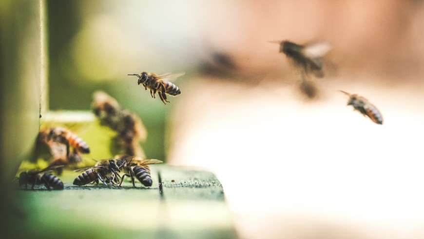 Bee Facts  Facts About Honey Bees 2019