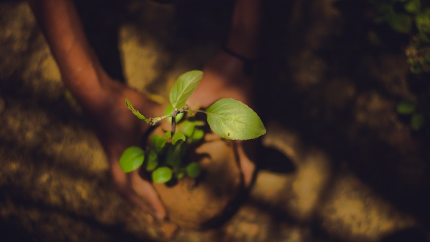 Person holding a green leaf plant, India