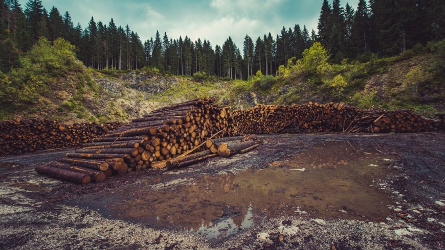 Forest after logging