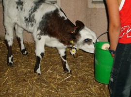 A calf during the dimonstration of the cheese factory