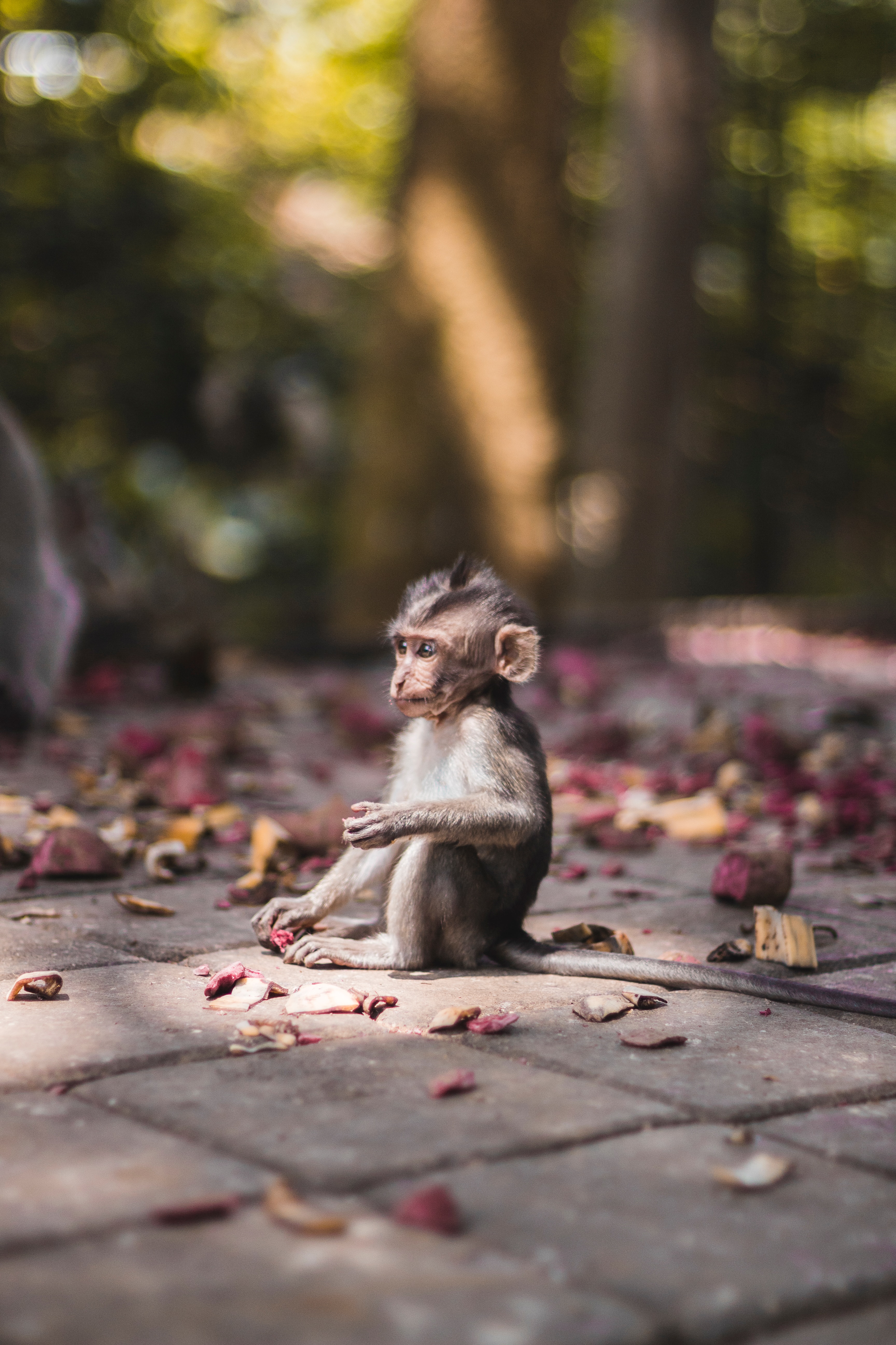 Baby monkey found in Sacred Monkey Forrest in Ubud, Bali