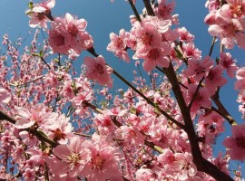 Holiday Home Enchanting - blossoming spring Hilll